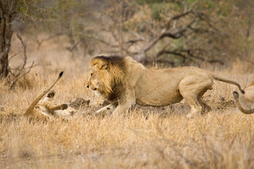 Obraz na płótnie Canvas African Lion in Kruger National Park in South Africa