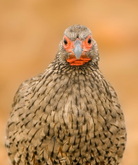 Swainson's Spurfowl (Pternistis swainsonii) sitting on top of a dry bush in South Africa. Perched against a brown natural background. Looking straight into the camera.