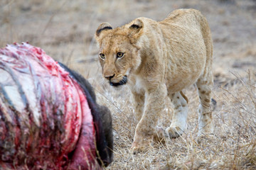 African Lion in Kruger National Park in South Africa