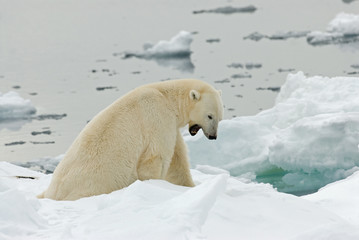 Polar Bear (Ursus maritimus) standing on ice flow of Svalbard, arctic Norway. A threatened species from the arctic.