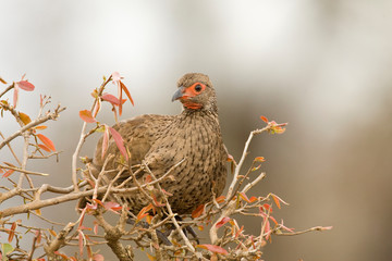 Swainson's Spurfowl (Pternistis swainsonii) sitting on top of a dry bush in South Africa. Perched against a brown natural background. Looking left.