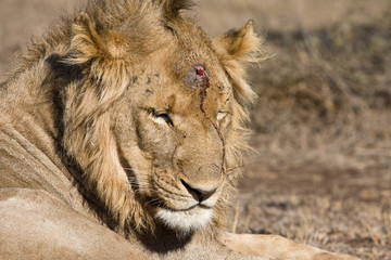 African Lion in Kruger National Park in South Africa