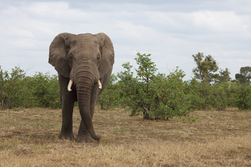 Afrikanischer Elefant / African elephant / Loxodonta africana