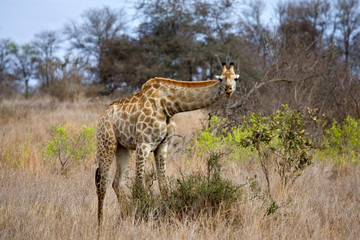 Naklejka na ściany i meble Southern Giraffe (Giraffa camelopardalis giraffa) foraging from dry bush in Kruger national park, South Africa.