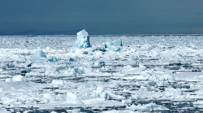 Extensice ice flow north of Svalbard, arctic Norway. A threatened species from the arctic.
