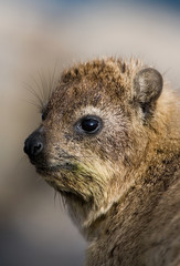 Obraz premium Closeup of a Rock Hyrax (Procavia capensis) in South Africa along the coast at Hermanus Bay.