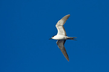Sooty Tern (Onychoprion fuscatus). Flying against a blue sky as a background.