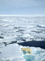 Big male Polar Bear (Ursus maritimus) walking below the expedition cruise ship on arctic ice flow north of Spitsbergen © AGAMI