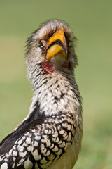 Southern Yellow-Billed Hornbill (Tockus leucomelas) standing on the ground in a safari camp in Kruger National Park in South Africa. Portrait of an adult bird against a green background.