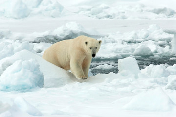 Plakat Polar Bear (Ursus maritimus) standing on ice flow of Svalbard, arctic Norway. A threatened species from the arctic.