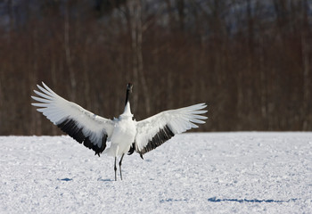 Red-crowned Crane (Grus japonensis) wintering in Hokkiado, Japan. It is known as a symbol of luck, longevity, and fidelity.