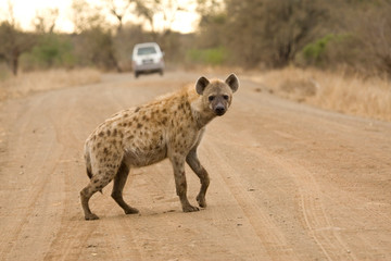 Spotted Hyena (Crocuta crocuta) in Kruger national park, South Africa. Walking on the road.
