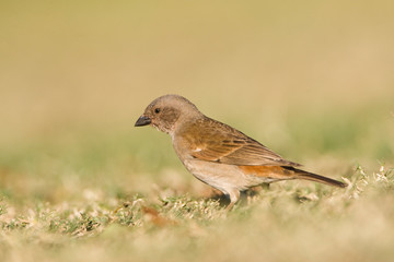Southern Grey-headed Sparrow (Passer diffusus)
