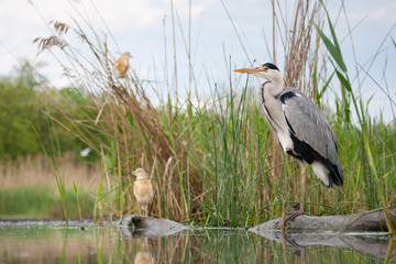 Adult Grey Heron (Ardea cinerea) standing on the edge of a shallow lake in Hungary. Two Squacco Herons in the background.