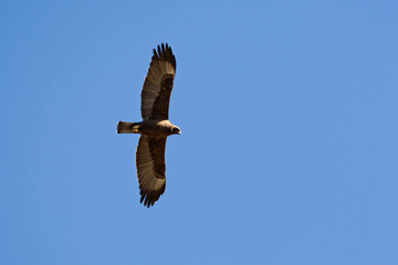 Wahlberg's Eagle (Hieraaetus wahlbergi) in flight over Kruger National Park in South Africa. 