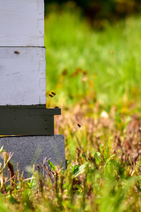 Obraz na płótnie Canvas Busy Hive with Honeybees