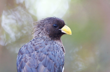 Western Grey Plantain-eater (Crinifer piscator) in the Gambia