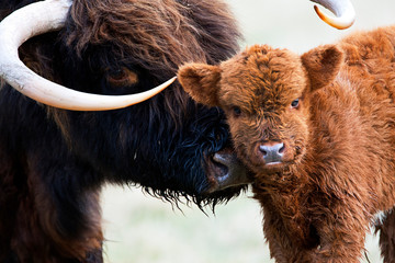 Fototapeta premium Highland Cattle cow with her calf in Lentevreugd, Wassenaar, Netherlands