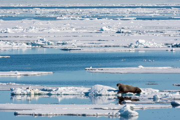 Walrus lying on ice flow north of Spitsbergen, arctic Norway.