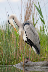 Adult Grey Heron (Ardea cinerea) standing on the edge of a shallow lake in Hungary. Preening breast feathers.