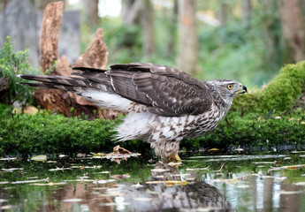 Fototapeta premium Northern Goshawk (Accipiter gentilis), 2nd cy Female drinking at a pool
