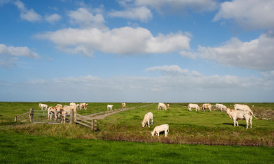 Dutch cows grazing in typical Dutch landscape, on lush green meadows.