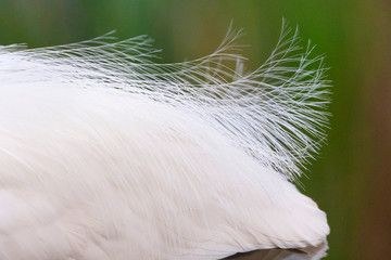 Beautiful tail feathers of a summer plumaged Little Egret (Egretta garzetta) up close. 
