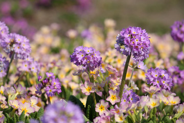 Obraz premium Bright background with colorful spring flowers. Purple flowers of Primula denticulata or drumstick primula in garden