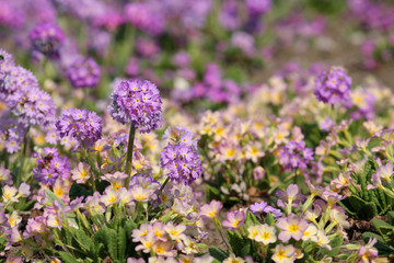 Fototapeta premium Bright background with colorful spring flowers. Purple flowers of Primula denticulata or drumstick primula in garden