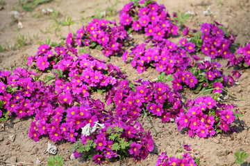Bright pink flowers of Primula vulgaris or English primrose in garden