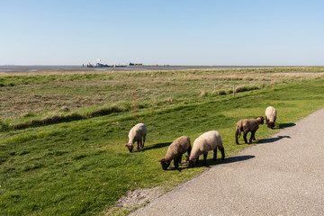 Dutch sheep grazing in typical Dutch landscape, on lush green meadows