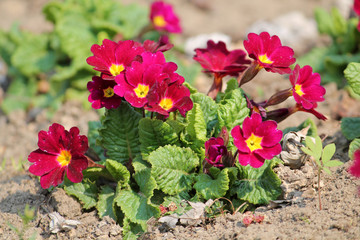 Red flowers and green leaves of Primula vulgaris or English primrose in garden. General view of flowering plant