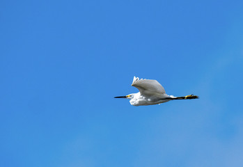 Snowy Egret (Egretta thula) in flight
