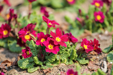 Red flowers and green leaves of Primula vulgaris or English primrose in garden. General view of flowering plant