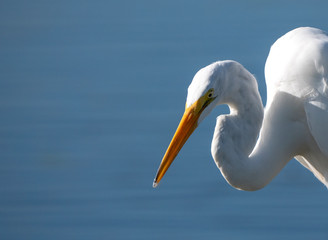 American Great Egret (Ardea alba egretta)