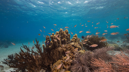 Seascape of coral reef in the Caribbean Sea around Curacao at dive site Playa Hundu with pillar coral