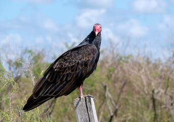 Turkey Vulture (Cathartes aura) perched on a pole