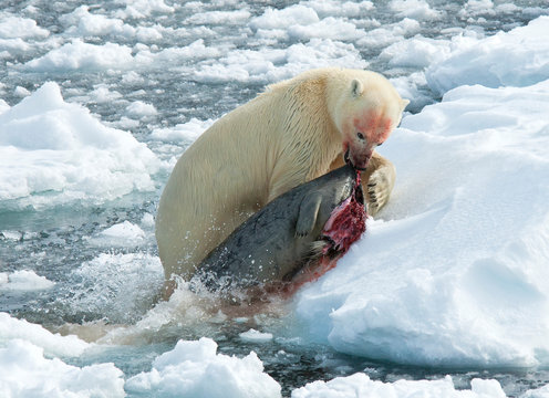 Polar Bear (Ursus maritimus) standing on ice flow of Svalbard, arctic Norway. A threatened species from the arctic.