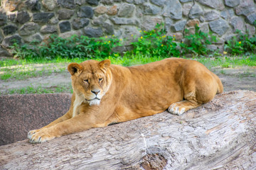 The graceful lioness lives in a picturesque zoo.