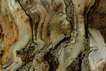 Beautiful Wooden Texture Background.Cropped Shot Of A Textured Background. Tree Background. Crack Tree Texture. Nature Texture Background.