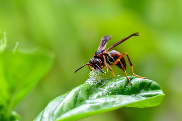 Predatory Wasp Eating a Grub on a Basil Leaf