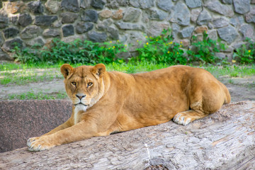 Naklejka na ściany i meble The graceful lioness lives in a picturesque zoo.