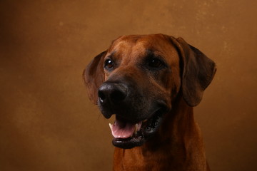 Obraz premium Studio shot of a Rhodesian Ridgeback Dog on brown Background