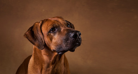 Studio shot of a Rhodesian Ridgeback Dog on brown Background