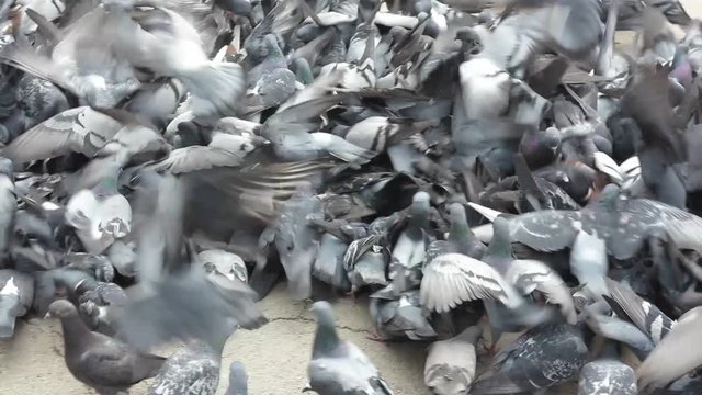 a large cluster of pigeons in the town square
