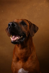 Fototapeta na wymiar Studio shot of a Rhodesian Ridgeback Dog on brown Background