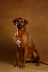 Studio shot of a Rhodesian Ridgeback Dog on brown Background