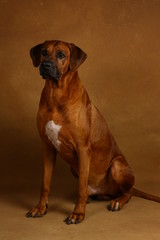Studio shot of a Rhodesian Ridgeback Dog on brown Background