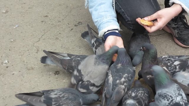 girl feeding pigeons with hands in the town square