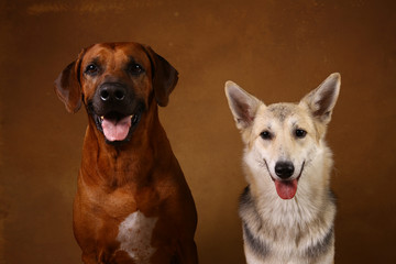 Studio shot of a two dogs sitting on brown Background